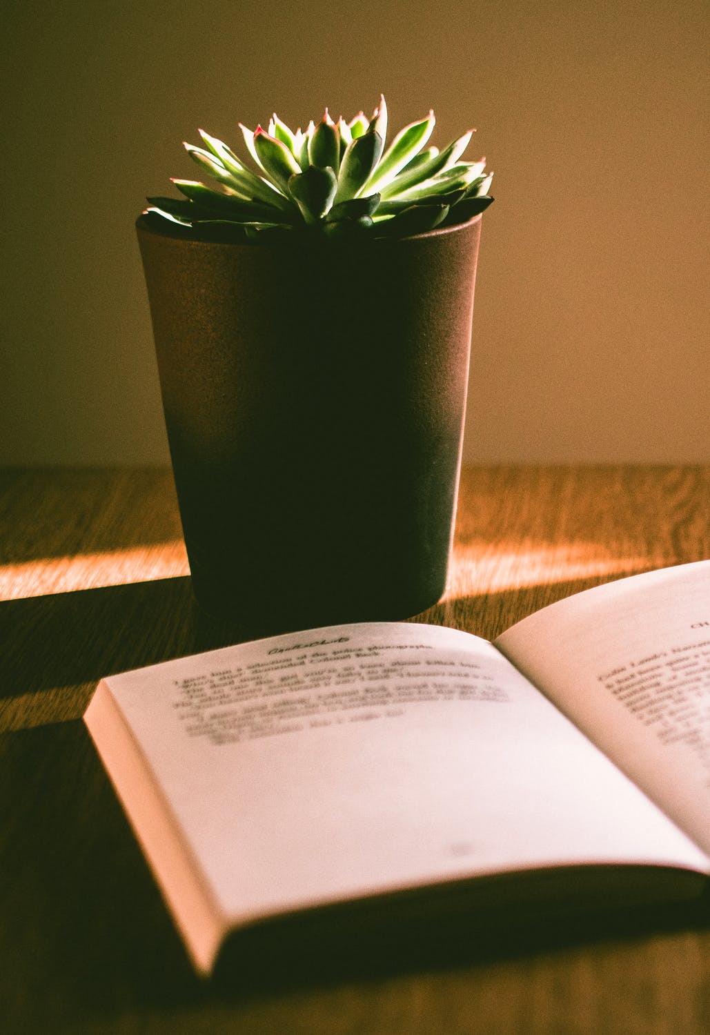 book and potted plant on desk